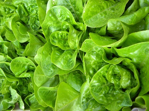 Beautiful, gleaming lettuce