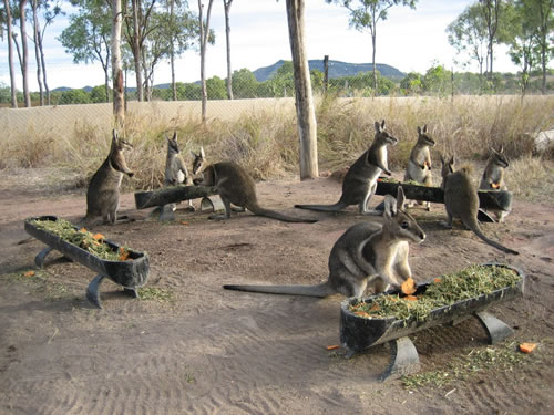 Volunteer in Australia with Wallabies