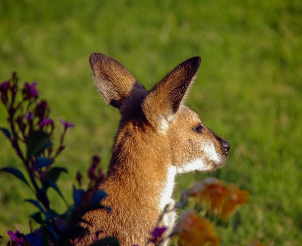 Volunteer in Australia tracking Wallabies.