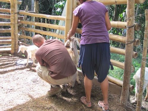 Volunteering to milk a goat as a vegan!