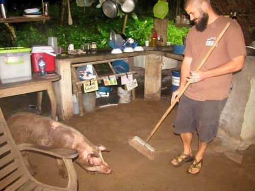 Dealing with pig in kitchen while working as volunteer