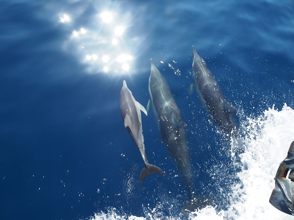 Volunteer in Greece monitoring and caring for dolphins.