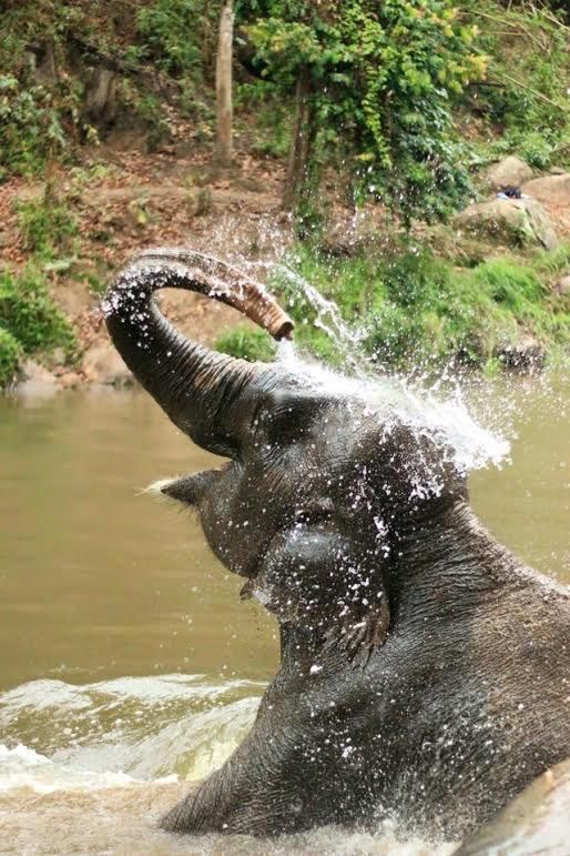 A bathing elephant frolics in the river