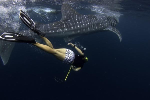 A volunteer helps gather data on whale sharks