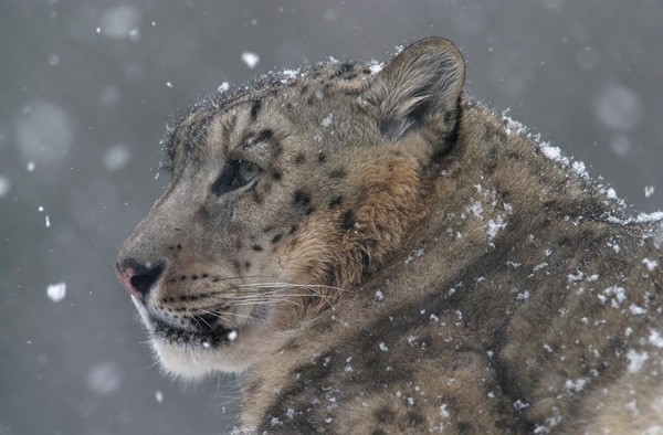A snow leopard of the Tian Shan mountains in Central Asia