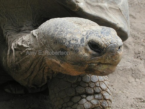 Voluntourism in the Galapagos saving the tortoise