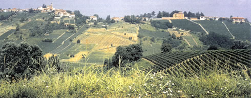 Culinary Travel in Italy in the Langhe