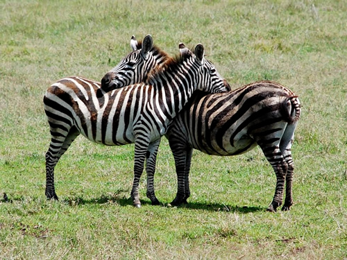 Zebras in Tanzania - Adventure Travel