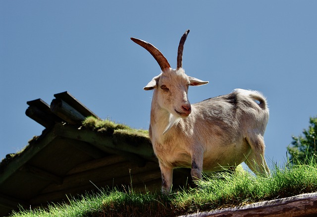 Goat on Vacouver Island in Canada.