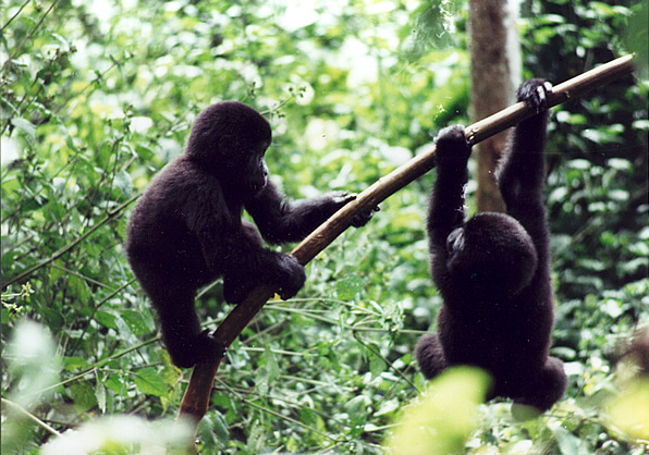 Gorillas playing in Uganda