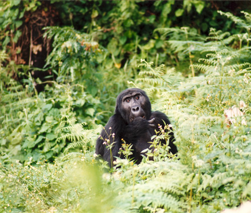 A gazing gorilla