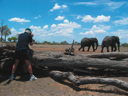 Photo of elephants on a safari