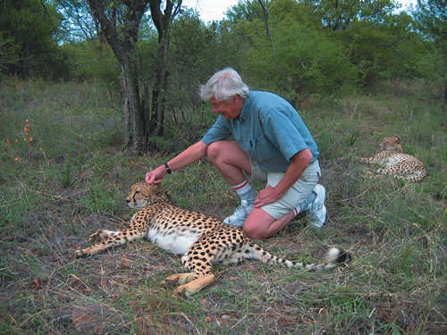 Stroking Cheetah on a Safari in Botswana