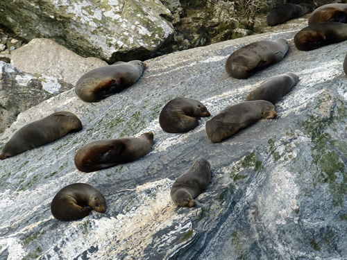 Seals resting from climb
