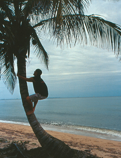 Author climbing coconut tree