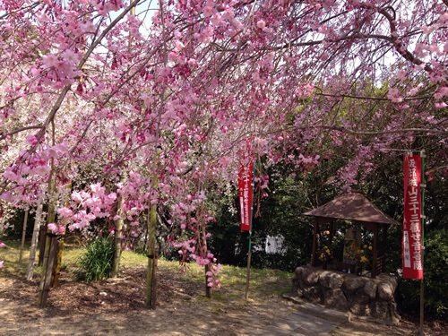 Spring cherry blossoms in Japan