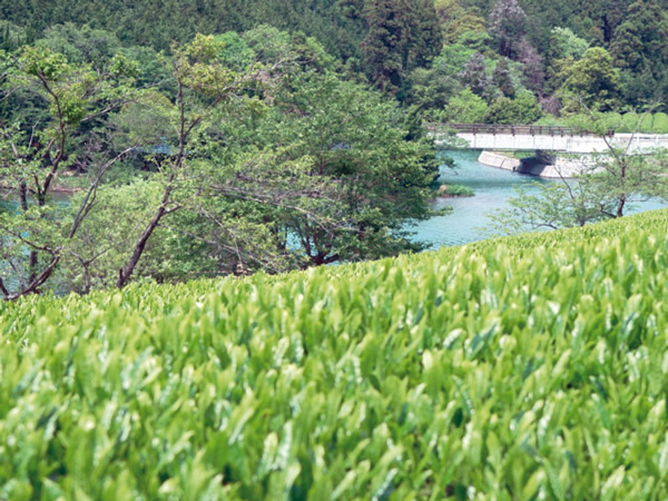 Japanese farm field and stream
