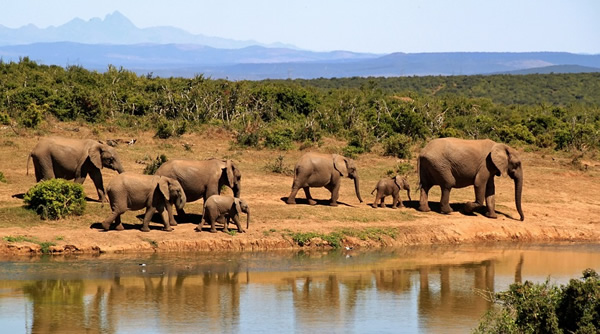 A herd of wild elephants in Africa