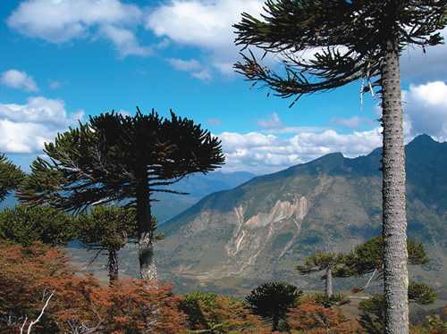 Lanin National Park in Patagonia, Argentina with Monkey Puzzle Trees