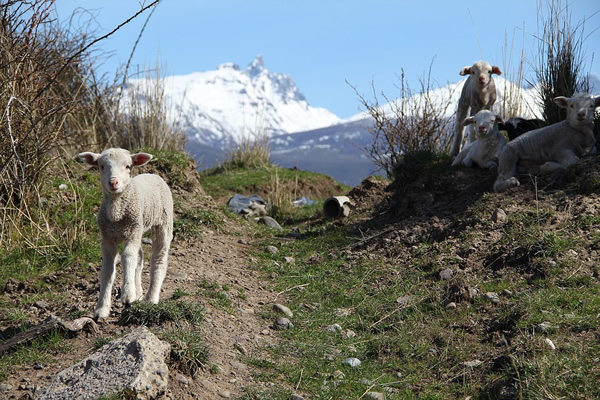 Sheep on trekking trail in Patagonia