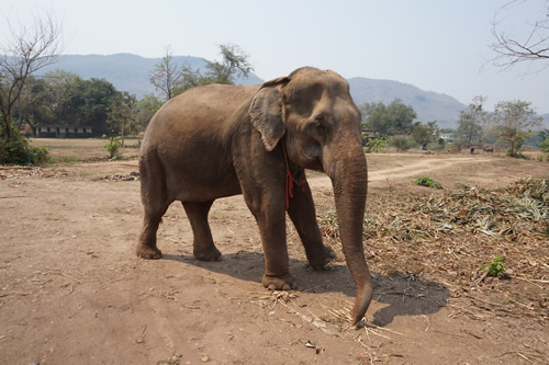Volunteer to rescue elephants in Thailand