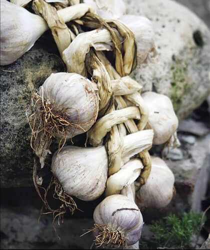 Fresh garlic use cooking school.