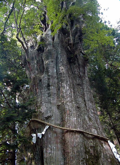 Hiking the Kumano road in Japan with its 3,000 year old tree.