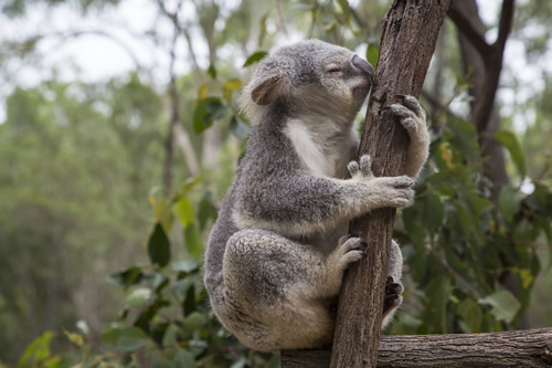 A koala bear in a park near Brisbane