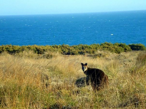 A wallaby in Australia