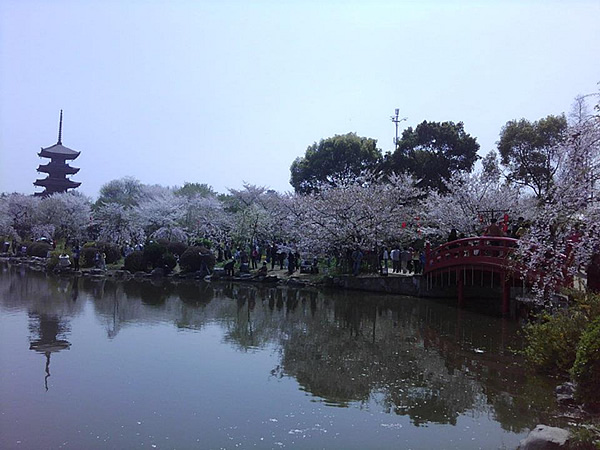Wuhan, China Cherry Blossom Park