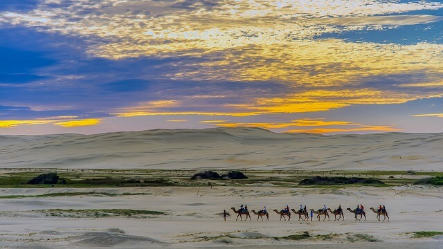 Nine camels riding across the desert in Egypt at sunset.