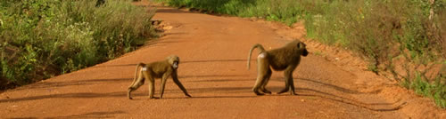 Baboon Crossing, Mole National Park