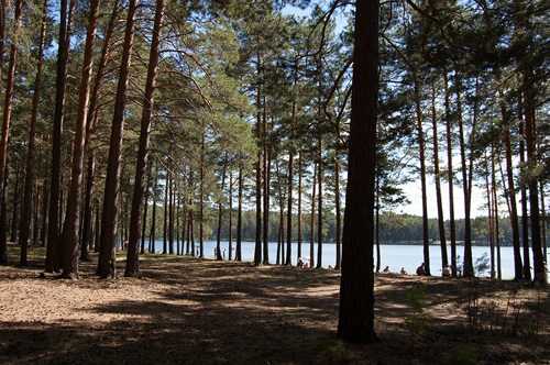 A pine forest near a lake in Siberia