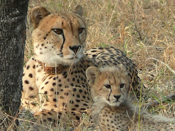 Cheetahs at a Game Reserve in South Africa.