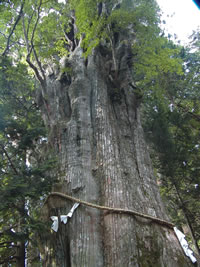 Japan 3000 year-old tree